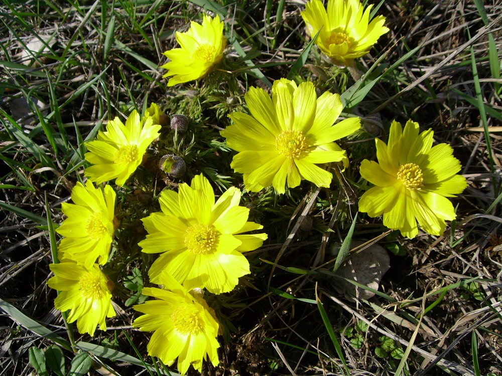 Image of Adonis volgensis specimen.