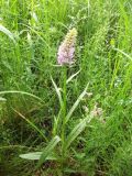 Dactylorhiza baltica