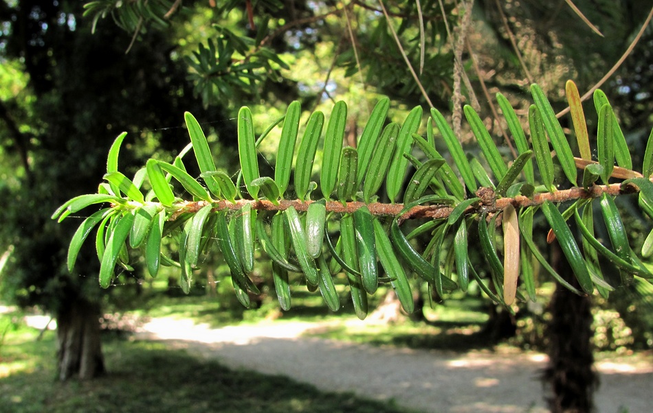 Image of Keteleeria fortunei specimen.