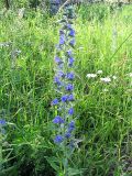 Echium vulgare