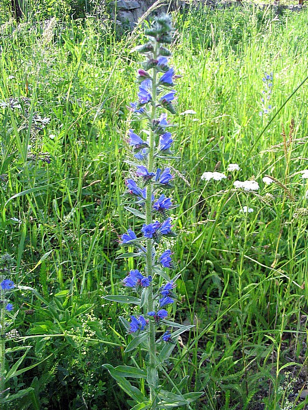 Изображение особи Echium vulgare.