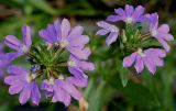 Scaevola aemula
