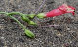 Penstemon barbatus