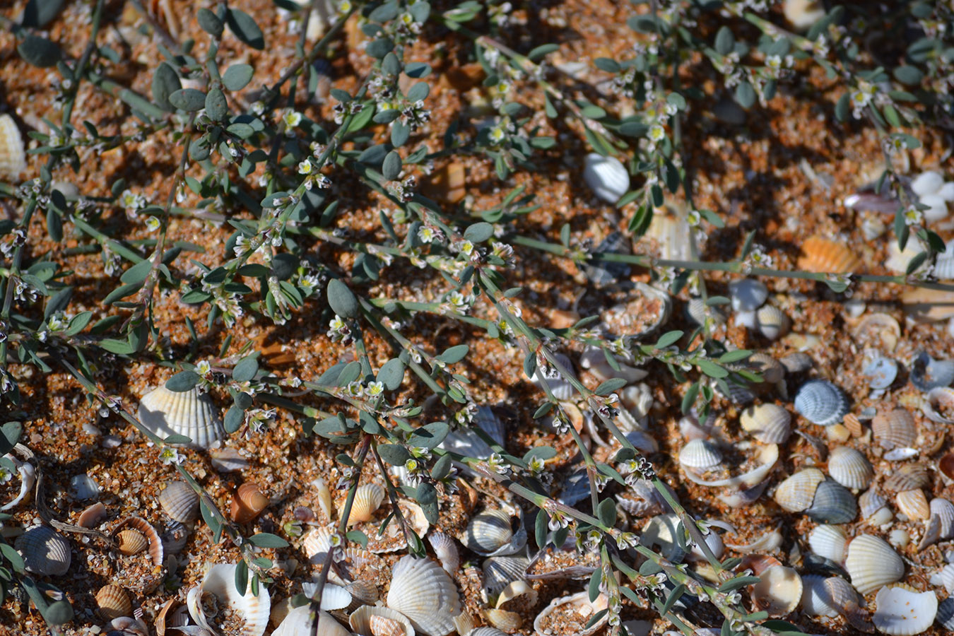 Image of Polygonum arenastrum specimen.