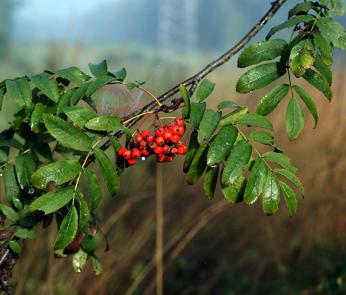 Image of Sorbus aucuparia specimen.