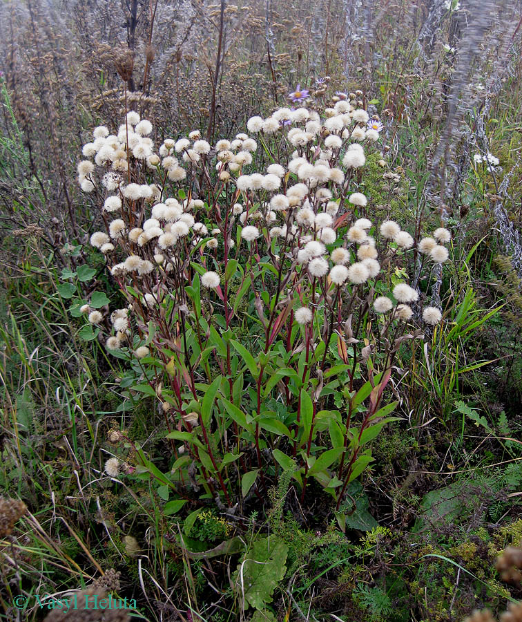 Image of Aster bessarabicus specimen.