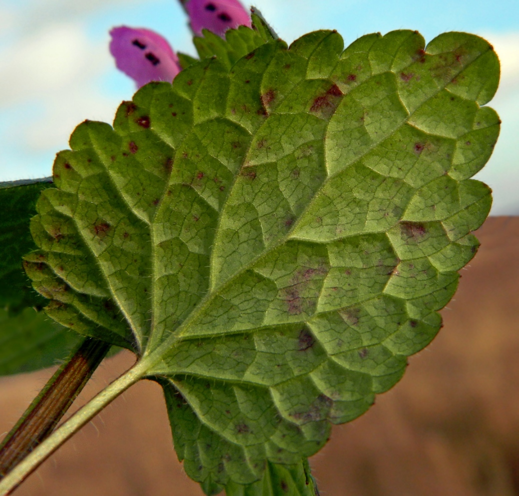 Изображение особи Lamium purpureum.