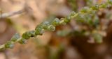 Salsola cyclophylla. Часть бутонизирующего соцветия. Израиль, центральная Арава, предгорье, мелкое широкое русло. 29.10.2013.