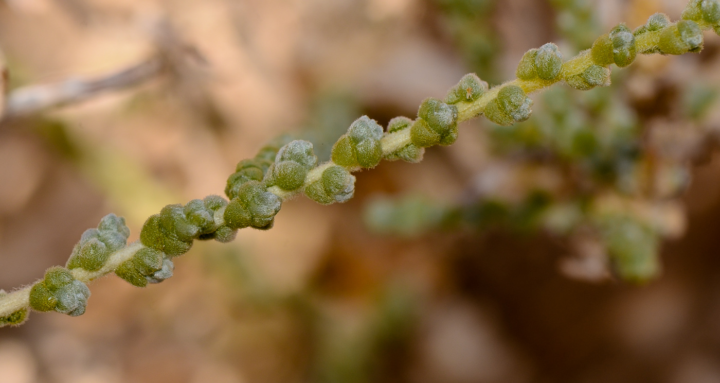 Image of Salsola cyclophylla specimen.