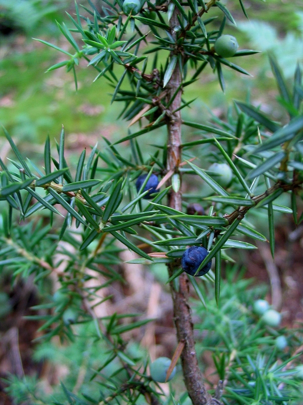 Изображение особи Juniperus communis.