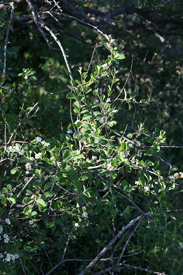 Image of Cotoneaster oliganthus specimen.