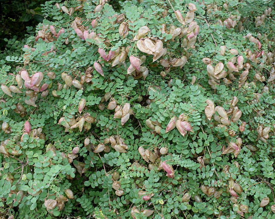 Image of genus Colutea specimen.