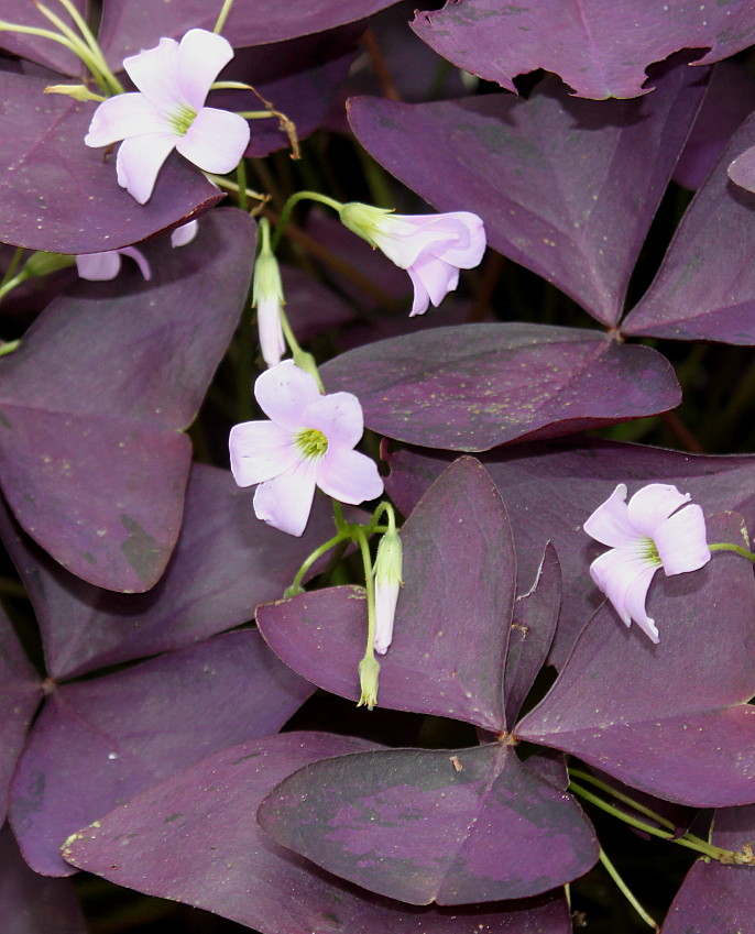 Изображение особи Oxalis triangularis.