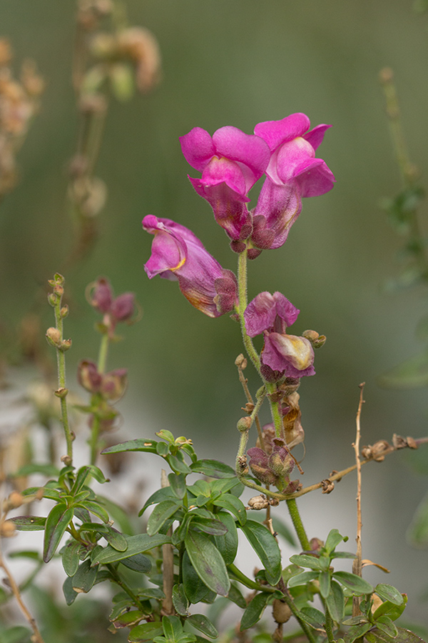 Image of Antirrhinum majus specimen.