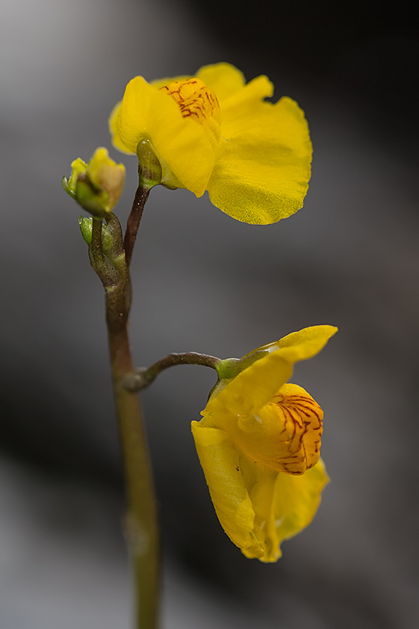 Изображение особи Utricularia &times; neglecta.