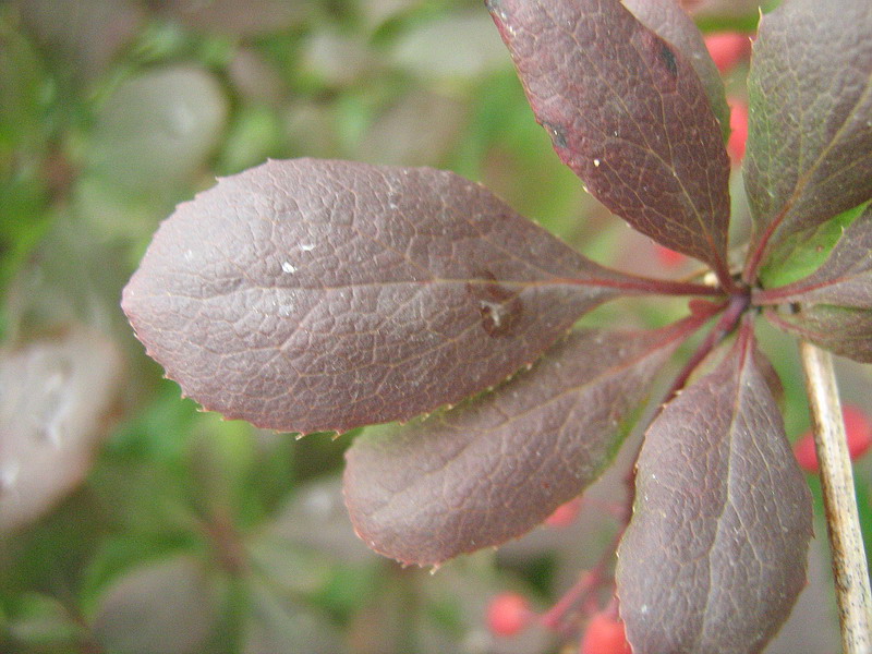 Image of Berberis &times; ottawensis specimen.