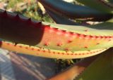 Aloe ferox. Фрагмент листа (вид сбоку). Израиль, г. Беэр-Шева, городское озеленение. 30.01.2014.