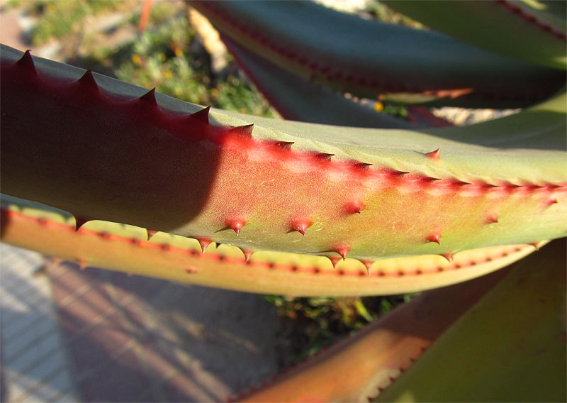 Image of Aloe ferox specimen.