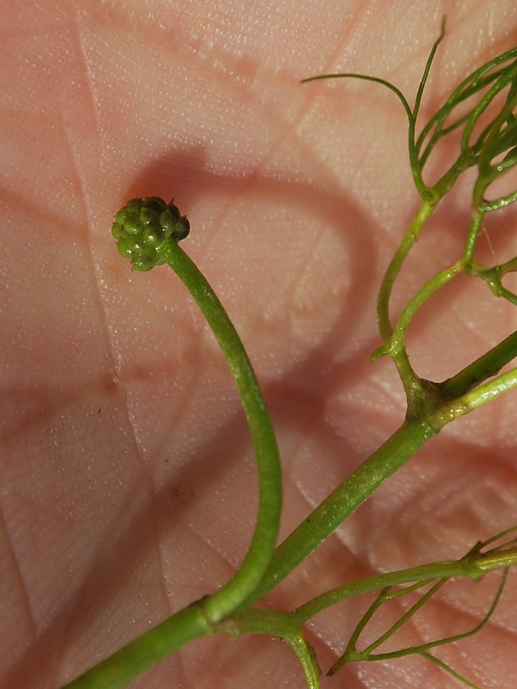 Изображение особи Ranunculus trichophyllus.