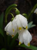 Leucojum vernum