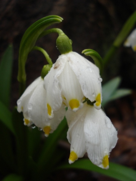 Изображение особи Leucojum vernum.