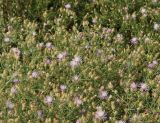 Centaurea diffusa. Верхушка цветущего растения. Восточный Казахстан. г. Усть-Каменогорск, на стадионе, в 300 м от правого берега р. Иртыш. 31.07.2013.