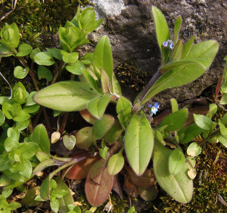 Изображение особи Myosotis sparsiflora.