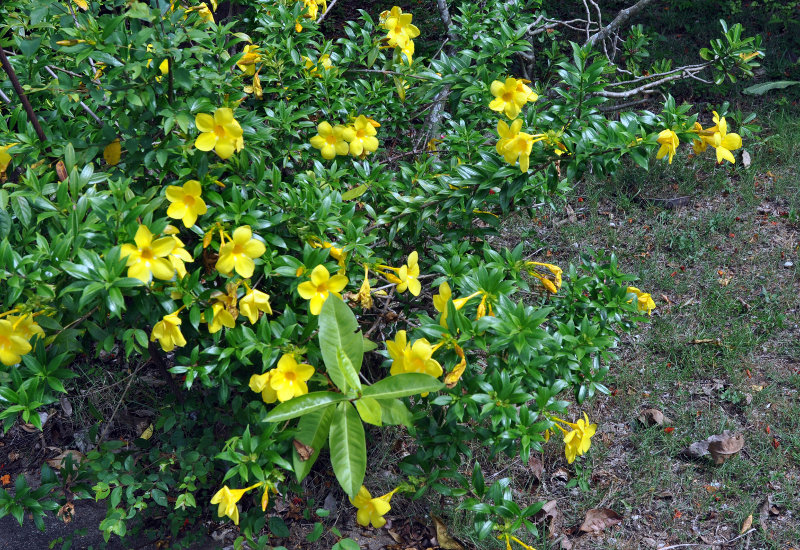 Image of Allamanda cathartica specimen.