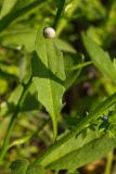 Chorispora tenella