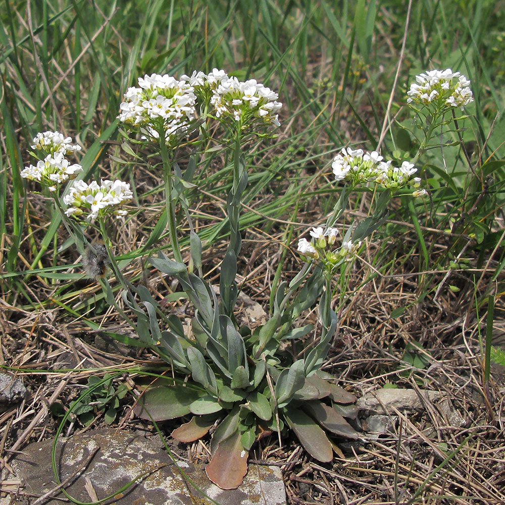 Image of Noccaea praecox specimen.