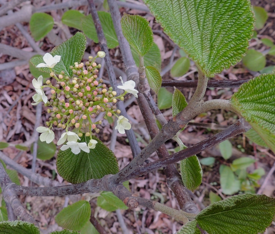 Image of Viburnum furcatum specimen.