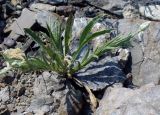 Centaurea cyanus. Расцветающее растение. Южный берег Крыма, сев.-вост. окраина Алушты. 27 августа 2013 г.