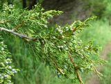 Juniperus virginiana. Ветвь с шишкоягодами. Ставропольский край, г. Кисловодск, на хорошо освещённом склоне Сосновой горы, на высоте около 900 м н.у.м., в посадках (43°53′36,47″ с.ш., 42°43′30,9″ в.д.). 04.06.2014.