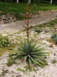 Yucca filamentosa. Растение, выпустившее соцветие. Украина, Львовская обл., Дрогобычский р-н, г. Трускавец, в культуре. 15.06.2014.