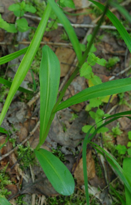 Изображение особи Dactylorhiza fuchsii.