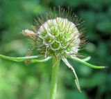 Scabiosa bipinnata