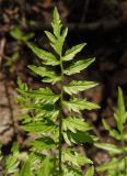 Cardamine impatiens. Лист. Украина, Львовская обл., Дрогобычский р-н, г. Трускавец, Помярки, лес, обочина дороги. 06.06.2014.