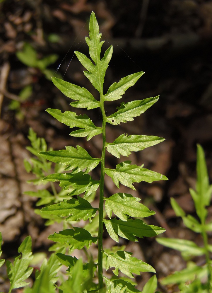 Image of Cardamine impatiens specimen.