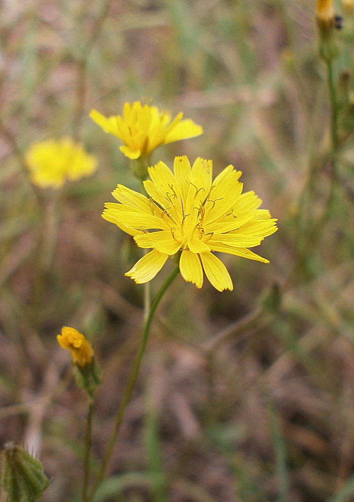 Изображение особи Crepis setosa.