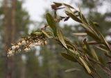 Chamaedaphne calyculata. Верхушки побегов с соцветиями. Тверская обл., Кимрский р-н, окр. дер. Ларцево, кустарничково-сфагновый сосняк. 10.05.2014.