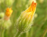 Crepis rhoeadifolia