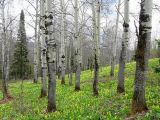 Populus tremula