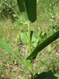 Inula salicina