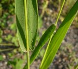 Setaria viridis