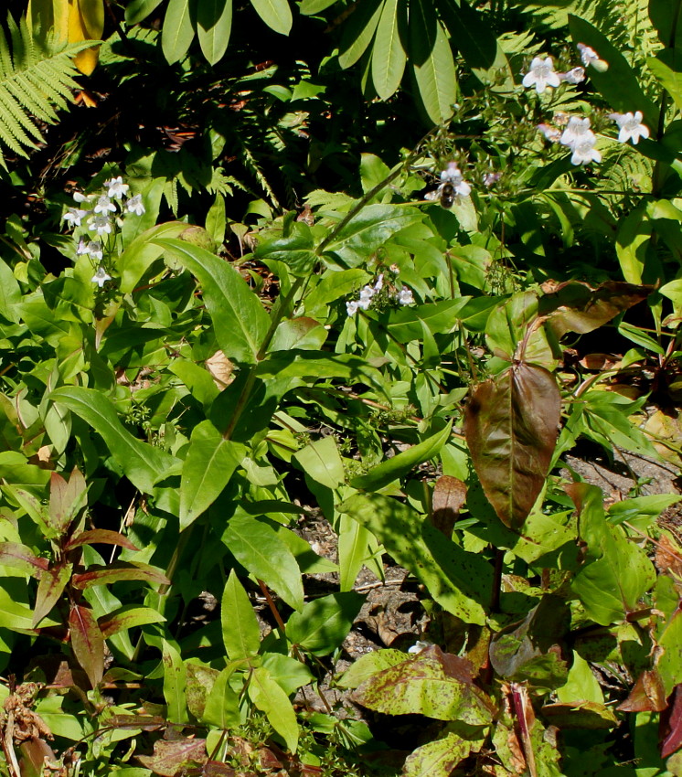 Image of Penstemon attenuatus specimen.