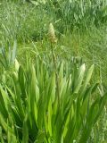 Eremurus aitchisonii. Расцветающее растение. Узбекистан, г. Ташкент, Ботанический сад им. Ф.Н. Русанова. 13.04.2008.