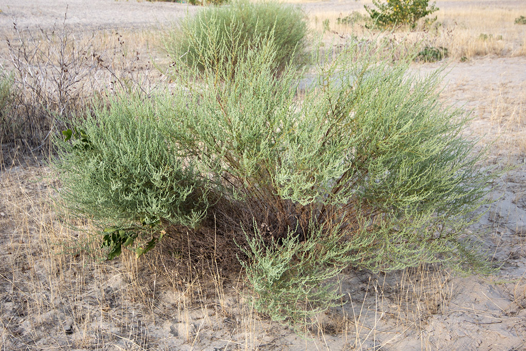 Image of Artemisia marschalliana specimen.