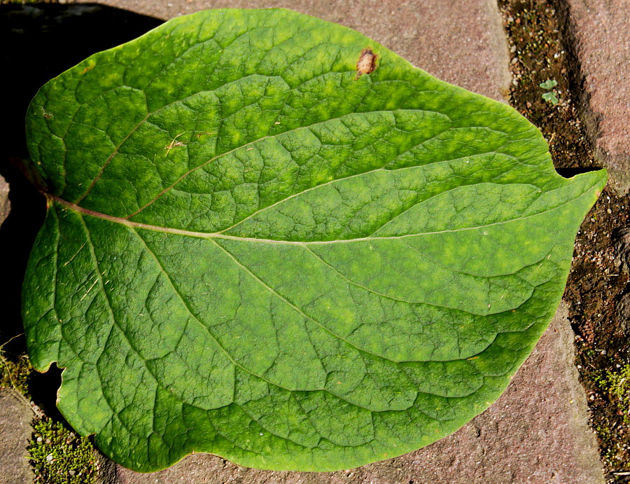 Image of Syringa reticulata specimen.