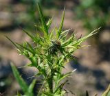 Cirsium vulgare. Верхушка расцветающего растения. Московская обл., Раменский р-н, окр. ж.-д. платформы Хрипань, просека под ЛЭП. 01.07.2014.