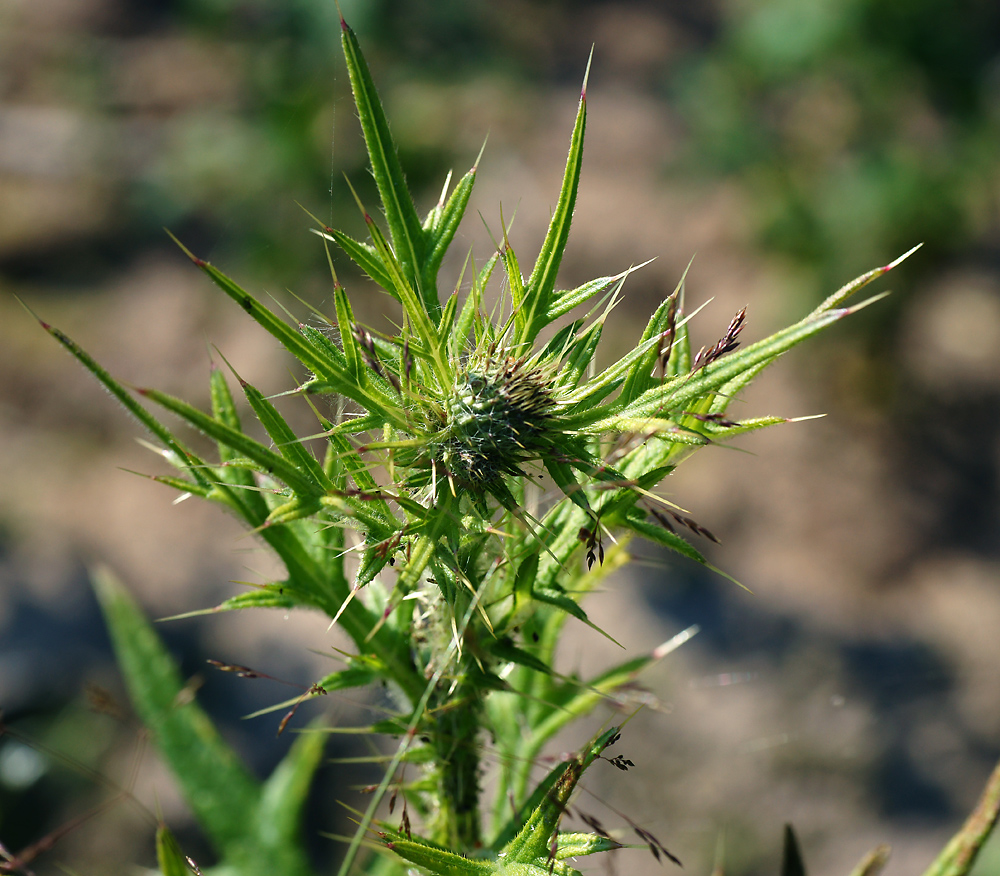 Image of Cirsium vulgare specimen.